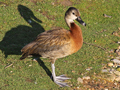 White-faced Whistling Duck x West Indian Whistling Duck hybrid